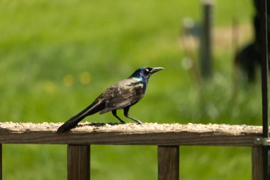 Yanardöner mavi-siyah tüyleri ve kuş yemi kaplı ahşap korkuluklarda uzun kuyrukları olan sıradan bir sığırcık. Arka plan yumuşak, odak dışı yeşil, barışçıl bir açık hava ortamı izlenimi veriyor..