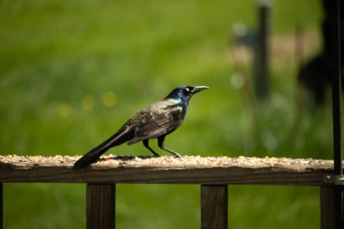 Yanardöner mavi-siyah tüyleri ve kuş yemi kaplı ahşap korkuluklarda uzun kuyrukları olan sıradan bir sığırcık. Arka plan yumuşak, odak dışı yeşil, barışçıl bir açık hava ortamı izlenimi veriyor..