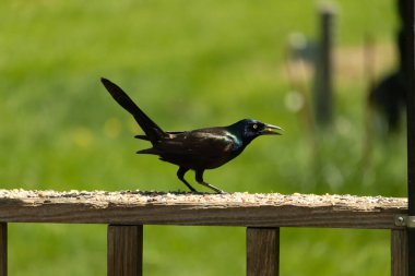 Yanardöner mavi-siyah tüyleri ve kuş yemi kaplı ahşap korkuluklarda uzun kuyrukları olan sıradan bir sığırcık. Arka plan yumuşak, odak dışı yeşil, barışçıl bir açık hava ortamı izlenimi veriyor..