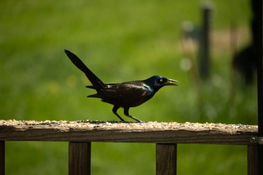 Yanardöner mavi-siyah tüyleri ve kuş yemi kaplı ahşap korkuluklarda uzun kuyrukları olan sıradan bir sığırcık. Arka plan yumuşak, odak dışı yeşil, barışçıl bir açık hava ortamı izlenimi veriyor..