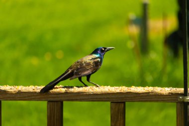 Yanardöner mavi-siyah tüyleri ve kuş yemi kaplı ahşap korkuluklarda uzun kuyrukları olan sıradan bir sığırcık. Arka plan yumuşak, odak dışı yeşil, barışçıl bir açık hava ortamı izlenimi veriyor..