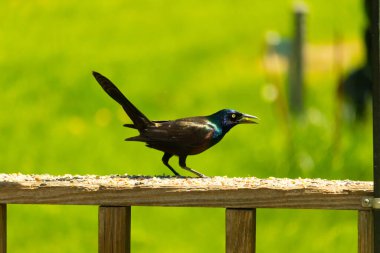 Yanardöner mavi-siyah tüyleri ve kuş yemi kaplı ahşap korkuluklarda uzun kuyrukları olan sıradan bir sığırcık. Arka plan yumuşak, odak dışı yeşil, barışçıl bir açık hava ortamı izlenimi veriyor..