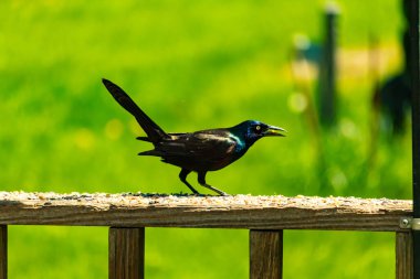Yanardöner mavi-siyah tüyleri ve kuş yemi kaplı ahşap korkuluklarda uzun kuyrukları olan sıradan bir sığırcık. Arka plan yumuşak, odak dışı yeşil, barışçıl bir açık hava ortamı izlenimi veriyor..