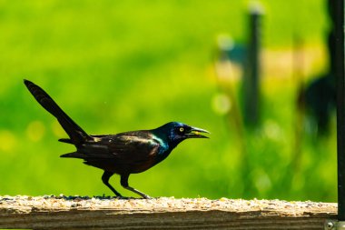 Yanardöner mavi-siyah tüyleri ve kuş yemi kaplı ahşap korkuluklarda uzun kuyrukları olan sıradan bir sığırcık. Arka plan yumuşak, odak dışı yeşil, barışçıl bir açık hava ortamı izlenimi veriyor..