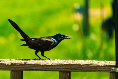 Yanardöner mavi-siyah tüyleri ve kuş yemi kaplı ahşap korkuluklarda uzun kuyrukları olan sıradan bir sığırcık. Arka plan yumuşak, odak dışı yeşil, barışçıl bir açık hava ortamı izlenimi veriyor..