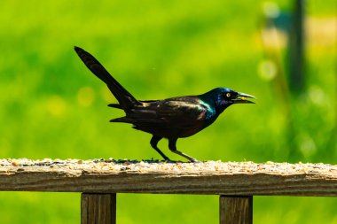 Yanardöner mavi-siyah tüyleri ve kuş yemi kaplı ahşap korkuluklarda uzun kuyrukları olan sıradan bir sığırcık. Arka plan yumuşak, odak dışı yeşil, barışçıl bir açık hava ortamı izlenimi veriyor..