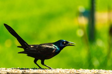 Yanardöner mavi-siyah tüyleri ve kuş yemi kaplı ahşap korkuluklarda uzun kuyrukları olan sıradan bir sığırcık. Arka plan yumuşak, odak dışı yeşil, barışçıl bir açık hava ortamı izlenimi veriyor..