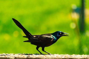 Yanardöner mavi-siyah tüyleri ve kuş yemi kaplı ahşap korkuluklarda uzun kuyrukları olan sıradan bir sığırcık. Arka plan yumuşak, odak dışı yeşil, barışçıl bir açık hava ortamı izlenimi veriyor..