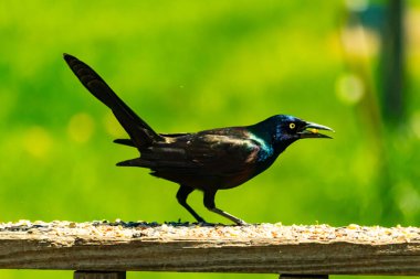Yanardöner mavi-siyah tüyleri ve kuş yemi kaplı ahşap korkuluklarda uzun kuyrukları olan sıradan bir sığırcık. Arka plan yumuşak, odak dışı yeşil, barışçıl bir açık hava ortamı izlenimi veriyor..