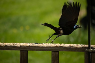 Bahçede uçan kanatlı siyah karga