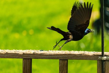 Bu güzel grackle ahşap güverteden kalkıyor. Siyah tüyler uzanıyor ve uçlar mızrak gibi görünüyor. Bacaklar havaya sıçramış gibi uzanıyor. Tüyleri mavi tonlarda parlıyor ve sarı gözleri parlıyor.. 
