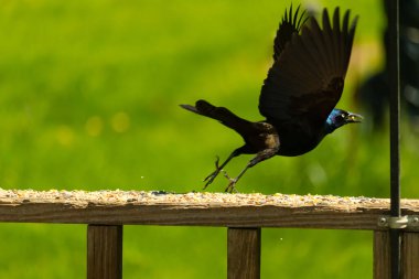 Bu güzel grackle ahşap güverteden kalkıyor. Siyah tüyler uzanıyor ve uçlar mızrak gibi görünüyor. Bacaklar havaya sıçramış gibi uzanıyor. Tüyleri mavi tonlarda parlıyor ve sarı gözleri parlıyor.. 