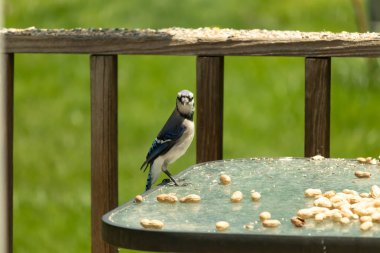Bu güzel mavi alakarga yemek için cam masaya geldi. Fıstıklar tüm yüzeye yayılmıştı ki bu da bu korvidlerin en sevdiği cevizdir. Bu kuşun çok güzel renkleri var ve çok zeki görünüyor..