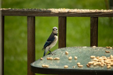 Bu güzel mavi alakarga yemek için cam masaya geldi. Fıstıklar tüm yüzeye yayılmıştı ki bu da bu korvidlerin en sevdiği cevizdir. Bu kuşun çok güzel renkleri var ve çok zeki görünüyor..
