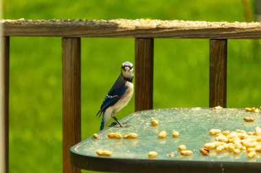 Bu güzel mavi alakarga yemek için cam masaya geldi. Fıstıklar tüm yüzeye yayılmıştı ki bu da bu korvidlerin en sevdiği cevizdir. Bu kuşun çok güzel renkleri var ve çok zeki görünüyor..