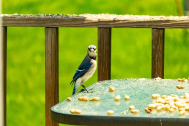 Bu güzel mavi alakarga yemek için cam masaya geldi. Fıstıklar tüm yüzeye yayılmıştı ki bu da bu korvidlerin en sevdiği cevizdir. Bu kuşun çok güzel renkleri var ve çok zeki görünüyor..