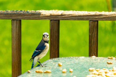 Bu güzel mavi alakarga yemek için cam masaya geldi. Fıstıklar tüm yüzeye yayılmıştı ki bu da bu korvidlerin en sevdiği cevizdir. Bu kuşun çok güzel renkleri var ve çok zeki görünüyor..