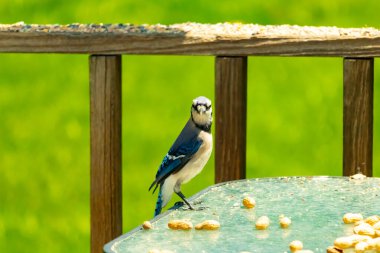 Bu güzel mavi alakarga yemek için cam masaya geldi. Fıstıklar tüm yüzeye yayılmıştı ki bu da bu korvidlerin en sevdiği cevizdir. Bu kuşun çok güzel renkleri var ve çok zeki görünüyor..