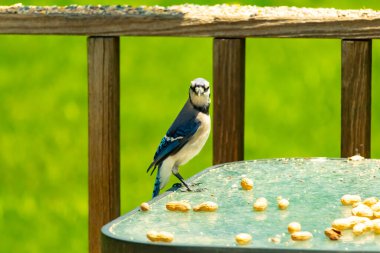Bu güzel mavi alakarga yemek için cam masaya geldi. Fıstıklar tüm yüzeye yayılmıştı ki bu da bu korvidlerin en sevdiği cevizdir. Bu kuşun çok güzel renkleri var ve çok zeki görünüyor..