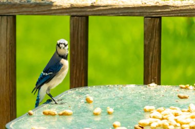 Bu güzel mavi alakarga yemek için cam masaya geldi. Fıstıklar tüm yüzeye yayılmıştı ki bu da bu korvidlerin en sevdiği cevizdir. Bu kuşun çok güzel renkleri var ve çok zeki görünüyor..