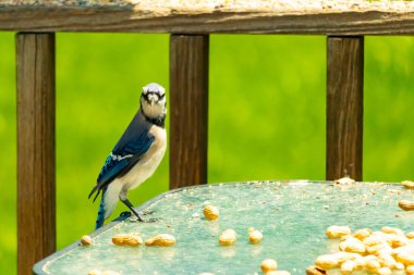 Bu güzel mavi alakarga yemek için cam masaya geldi. Fıstıklar tüm yüzeye yayılmıştı ki bu da bu korvidlerin en sevdiği cevizdir. Bu kuşun çok güzel renkleri var ve çok zeki görünüyor..