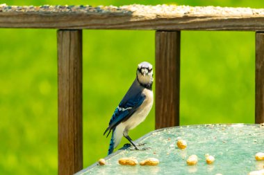 Bu güzel mavi alakarga yemek için cam masaya geldi. Fıstıklar tüm yüzeye yayılmıştı ki bu da bu korvidlerin en sevdiği cevizdir. Bu kuşun çok güzel renkleri var ve çok zeki görünüyor..
