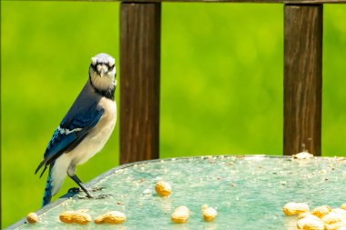 Bu güzel mavi alakarga yemek için cam masaya geldi. Fıstıklar tüm yüzeye yayılmıştı ki bu da bu korvidlerin en sevdiği cevizdir. Bu kuşun çok güzel renkleri var ve çok zeki görünüyor..