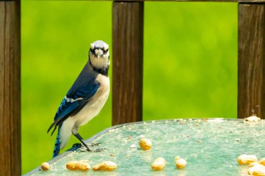 Bu güzel mavi alakarga yemek için cam masaya geldi. Fıstıklar tüm yüzeye yayılmıştı ki bu da bu korvidlerin en sevdiği cevizdir. Bu kuşun çok güzel renkleri var ve çok zeki görünüyor..