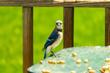 Bu güzel mavi alakarga yemek için cam masaya geldi. Fıstıklar tüm yüzeye yayılmıştı ki bu da bu korvidlerin en sevdiği cevizdir. Bu kuşun çok güzel renkleri var ve çok zeki görünüyor..