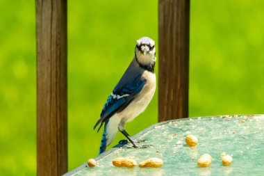 Bu güzel mavi alakarga yemek için cam masaya geldi. Fıstıklar tüm yüzeye yayılmıştı ki bu da bu korvidlerin en sevdiği cevizdir. Bu kuşun çok güzel renkleri var ve çok zeki görünüyor..