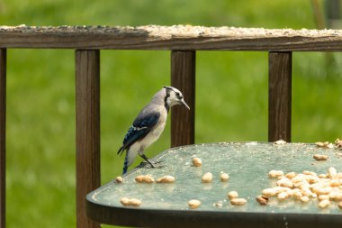 Bu güzel mavi alakarga yemek için cam masaya geldi. Fıstıklar tüm yüzeye yayılmıştı ki bu da bu korvidlerin en sevdiği cevizdir. Bu kuşun çok güzel renkleri var ve çok zeki görünüyor..