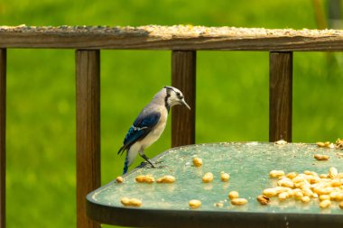 Bu güzel mavi alakarga yemek için cam masaya geldi. Fıstıklar tüm yüzeye yayılmıştı ki bu da bu korvidlerin en sevdiği cevizdir. Bu kuşun çok güzel renkleri var ve çok zeki görünüyor..
