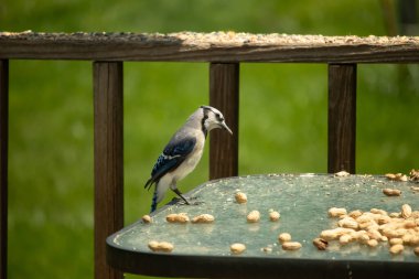 Bu güzel mavi alakarga yemek için cam masaya geldi. Fıstıklar tüm yüzeye yayılmıştı ki bu da bu korvidlerin en sevdiği cevizdir. Bu kuşun çok güzel renkleri var ve çok zeki görünüyor..