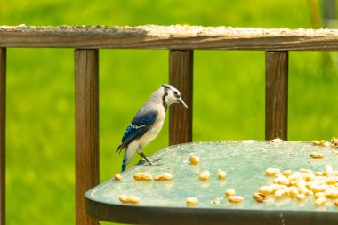 Bu güzel mavi alakarga yemek için cam masaya geldi. Fıstıklar tüm yüzeye yayılmıştı ki bu da bu korvidlerin en sevdiği cevizdir. Bu kuşun çok güzel renkleri var ve çok zeki görünüyor..