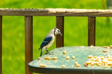 Bu güzel mavi alakarga yemek için cam masaya geldi. Fıstıklar tüm yüzeye yayılmıştı ki bu da bu korvidlerin en sevdiği cevizdir. Bu kuşun çok güzel renkleri var ve çok zeki görünüyor..