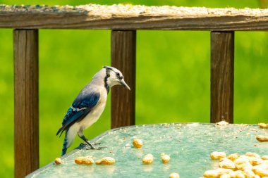 Bu güzel mavi alakarga yemek için cam masaya geldi. Fıstıklar tüm yüzeye yayılmıştı ki bu da bu korvidlerin en sevdiği cevizdir. Bu kuşun çok güzel renkleri var ve çok zeki görünüyor..