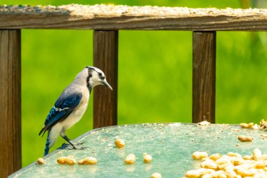 Bu güzel mavi alakarga yemek için cam masaya geldi. Fıstıklar tüm yüzeye yayılmıştı ki bu da bu korvidlerin en sevdiği cevizdir. Bu kuşun çok güzel renkleri var ve çok zeki görünüyor..