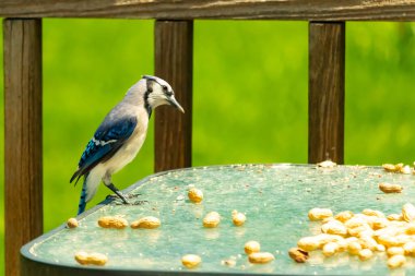 Bu güzel mavi alakarga yemek için cam masaya geldi. Fıstıklar tüm yüzeye yayılmıştı ki bu da bu korvidlerin en sevdiği cevizdir. Bu kuşun çok güzel renkleri var ve çok zeki görünüyor..