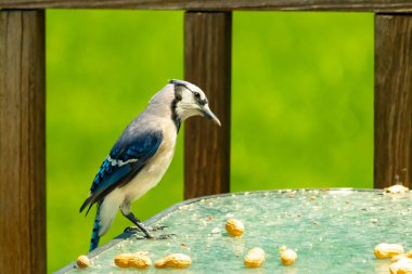Bu güzel mavi alakarga yemek için cam masaya geldi. Fıstıklar tüm yüzeye yayılmıştı ki bu da bu korvidlerin en sevdiği cevizdir. Bu kuşun çok güzel renkleri var ve çok zeki görünüyor..