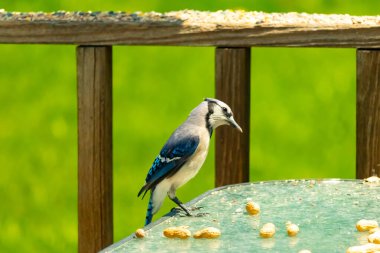 Bu güzel mavi alakarga yemek için cam masaya geldi. Fıstıklar tüm yüzeye yayılmıştı ki bu da bu korvidlerin en sevdiği cevizdir. Bu kuşun çok güzel renkleri var ve çok zeki görünüyor..