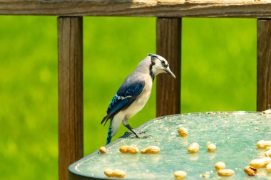 Bu güzel mavi alakarga yemek için cam masaya geldi. Fıstıklar tüm yüzeye yayılmıştı ki bu da bu korvidlerin en sevdiği cevizdir. Bu kuşun çok güzel renkleri var ve çok zeki görünüyor..