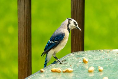 Bu güzel mavi alakarga yemek için cam masaya geldi. Fıstıklar tüm yüzeye yayılmıştı ki bu da bu korvidlerin en sevdiği cevizdir. Bu kuşun çok güzel renkleri var ve çok zeki görünüyor..