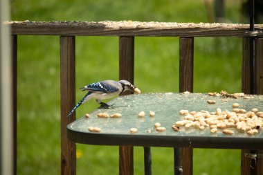 Bu güzel mavi karga bu resim için poz veriyor gibi görünüyor. Küçük Corvid 'in gagasında bir fıstık var ve bize gösteriyor gibi görünüyor. Bu kuşlar mavi, beyaz ve siyah tüyleriyle çok güzel..