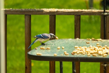 Bu güzel mavi karga bu resim için poz veriyor gibi görünüyor. Küçük Corvid 'in gagasında bir fıstık var ve bize gösteriyor gibi görünüyor. Bu kuşlar mavi, beyaz ve siyah tüyleriyle çok güzel..