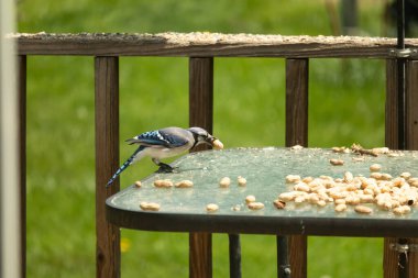 Bu güzel mavi karga bu resim için poz veriyor gibi görünüyor. Küçük Corvid 'in gagasında bir fıstık var ve bize gösteriyor gibi görünüyor. Bu kuşlar mavi, beyaz ve siyah tüyleriyle çok güzel..