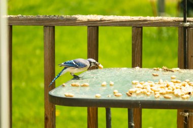 Bu güzel mavi karga bu resim için poz veriyor gibi görünüyor. Küçük Corvid 'in gagasında bir fıstık var ve bize gösteriyor gibi görünüyor. Bu kuşlar mavi, beyaz ve siyah tüyleriyle çok güzel..