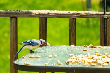 Bu güzel mavi karga bu resim için poz veriyor gibi görünüyor. Küçük Corvid 'in gagasında bir fıstık var ve bize gösteriyor gibi görünüyor. Bu kuşlar mavi, beyaz ve siyah tüyleriyle çok güzel..