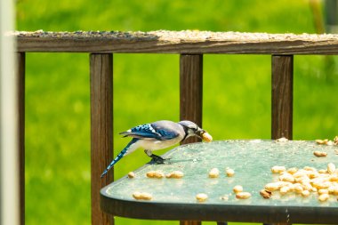 Bu güzel mavi karga bu resim için poz veriyor gibi görünüyor. Küçük Corvid 'in gagasında bir fıstık var ve bize gösteriyor gibi görünüyor. Bu kuşlar mavi, beyaz ve siyah tüyleriyle çok güzel..