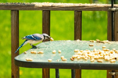 Bu güzel mavi karga bu resim için poz veriyor gibi görünüyor. Küçük Corvid 'in gagasında bir fıstık var ve bize gösteriyor gibi görünüyor. Bu kuşlar mavi, beyaz ve siyah tüyleriyle çok güzel..