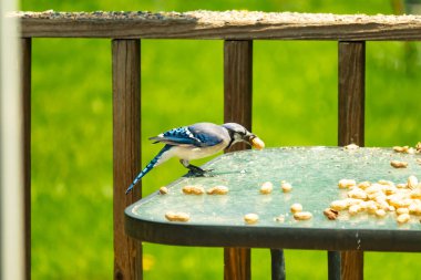 Bu güzel mavi karga bu resim için poz veriyor gibi görünüyor. Küçük Corvid 'in gagasında bir fıstık var ve bize gösteriyor gibi görünüyor. Bu kuşlar mavi, beyaz ve siyah tüyleriyle çok güzel..